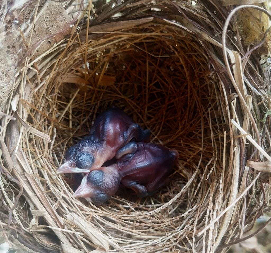 Bird’s Nests